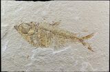 Bargain Diplomystus Fossil Fish - Wyoming #39433-1